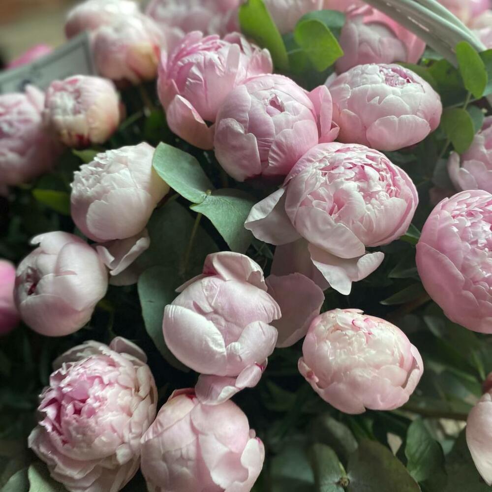 Букет из 51 розового пиона и эвкалипта в корзине 