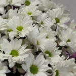 Букет " Ромашка "