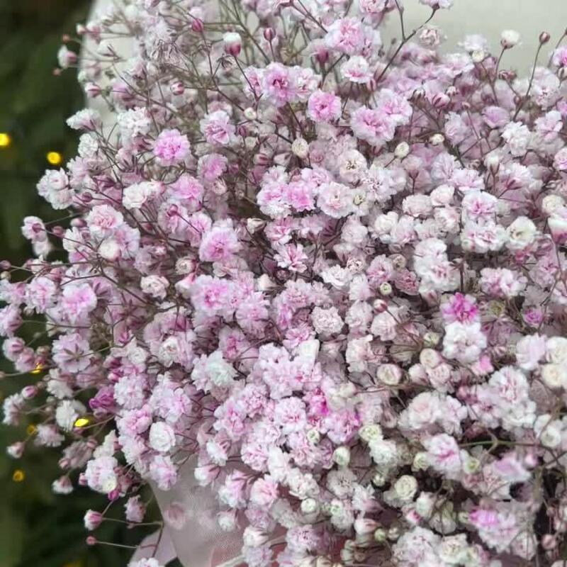 Нежная, розовая гипсофила в коробке