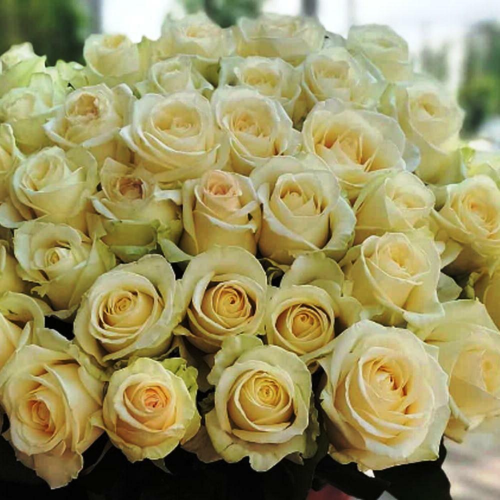 51 белая роза (точно свежая)