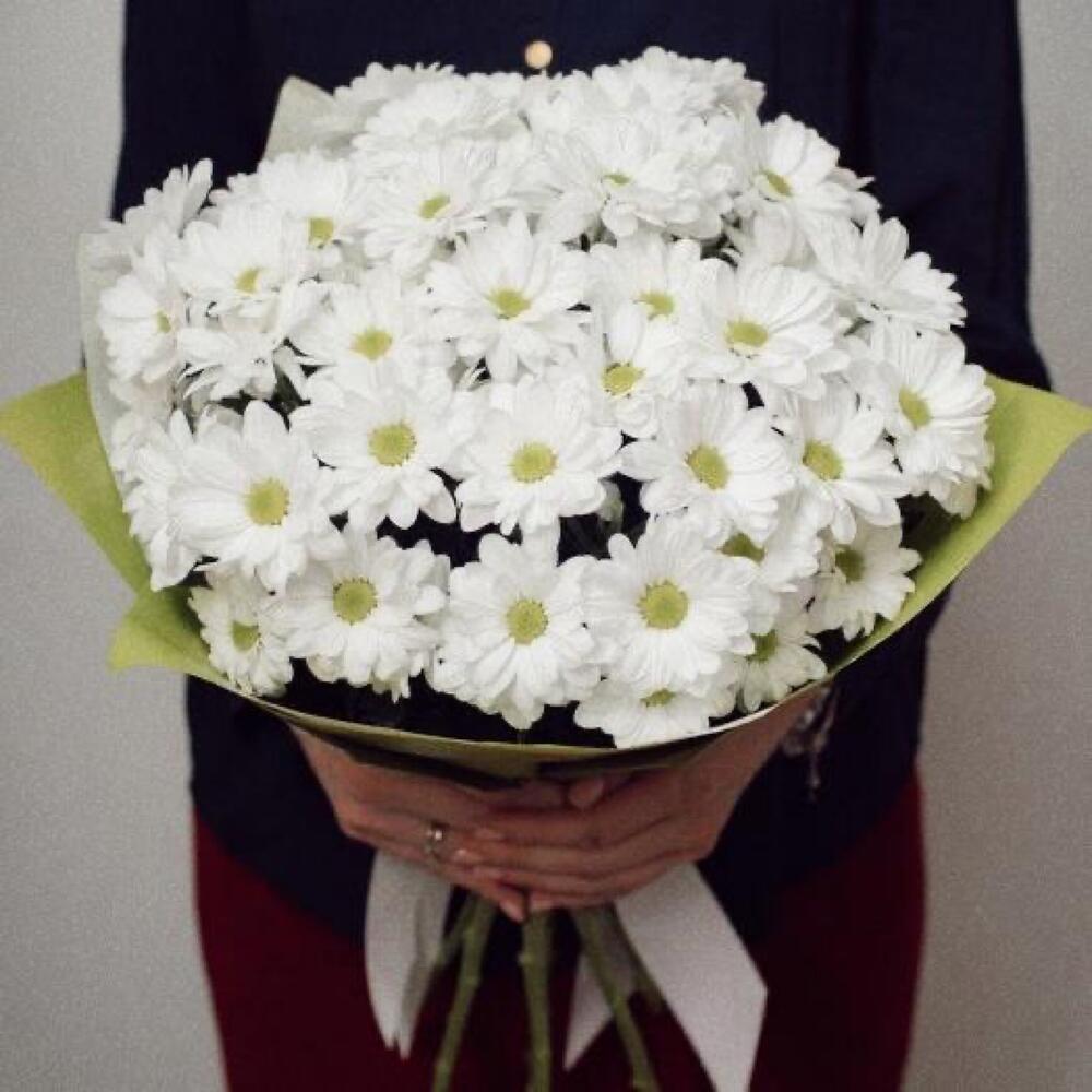 Khrisantemus - Lilat